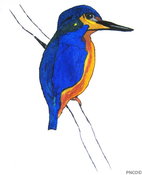 My first blog post: Kingfisher drawing