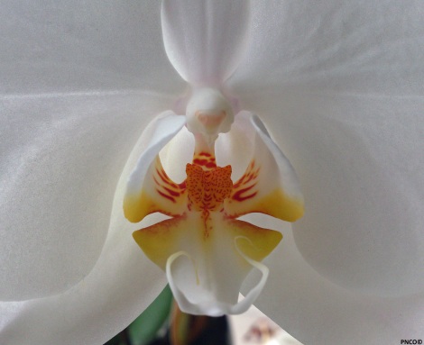 Phaelenopsis close up