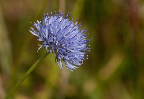 Blue Flower-2