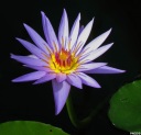 Waterlily-2