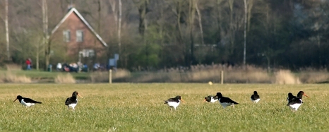 Oystercatchers are early!