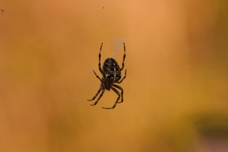 Spider in web_klein