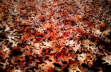 Cartoonesk leaves with beautiful orange and red colors